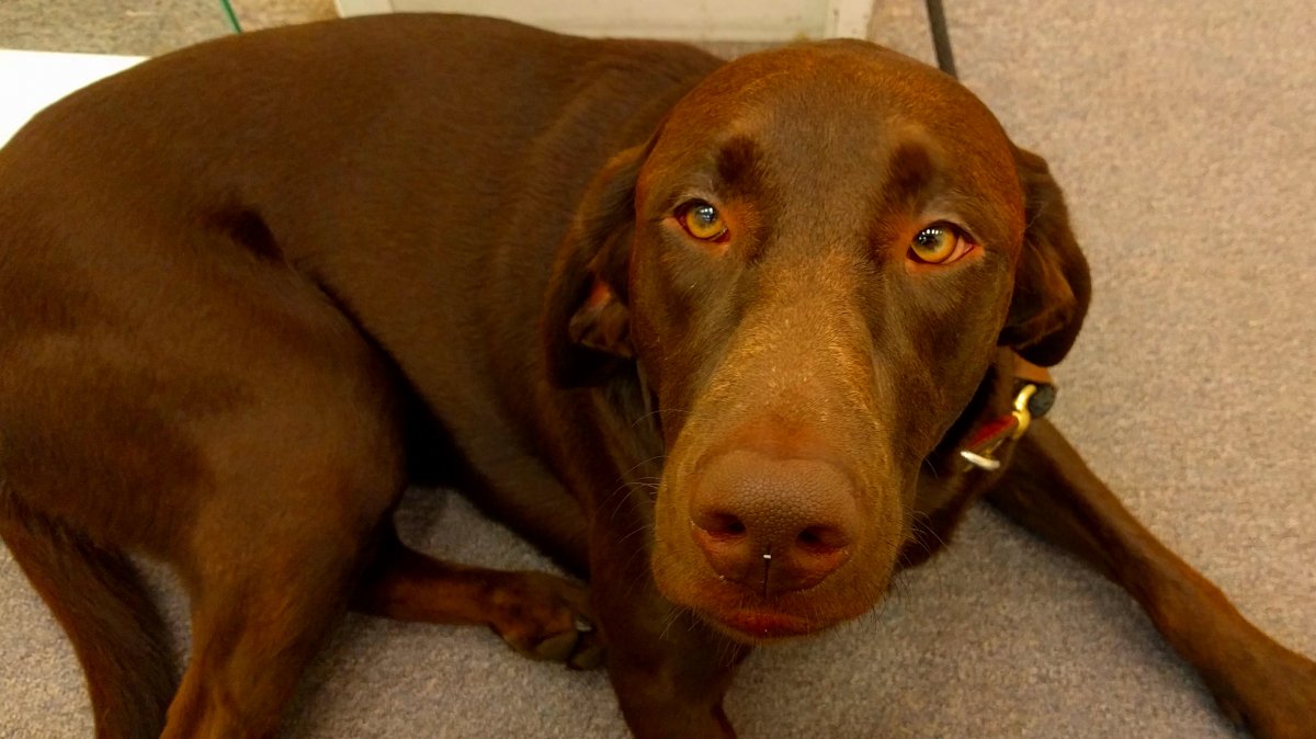 Britische Forscher wollen Hunde auf Erkennung von Covid19 trainieren