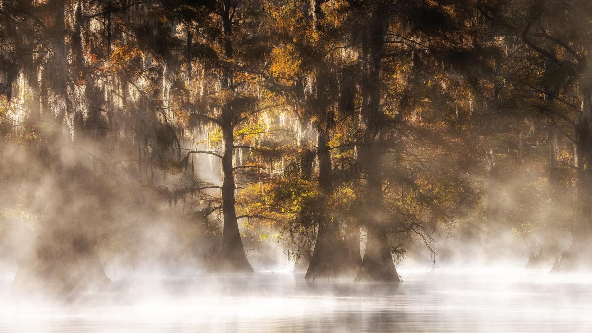 Landscape photography as an adventure: with a camera in the cypress swamps of the United States