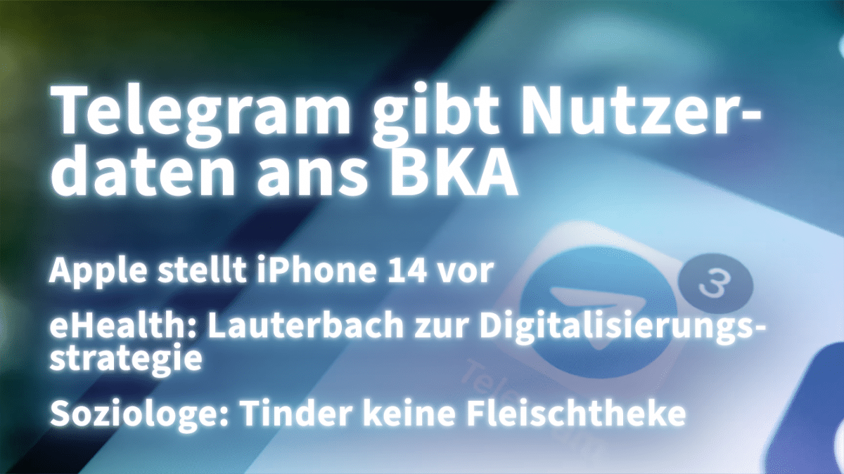 A curious meerkat pops up