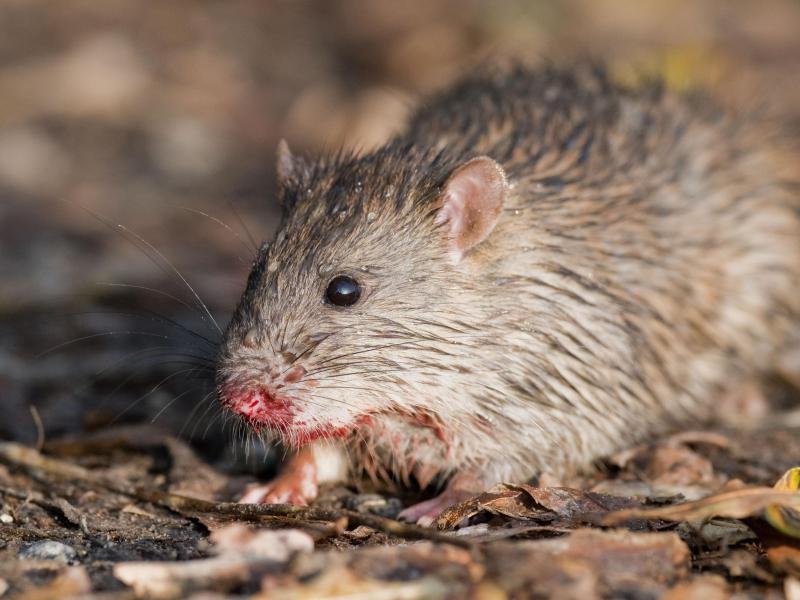 Corona: Ratten können sich laut Studie anstecken​
