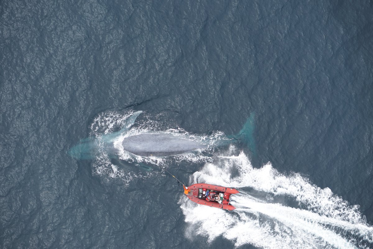 Bis zu 43 Kilogramm an Mikroplastik schluckt ein Blauwal