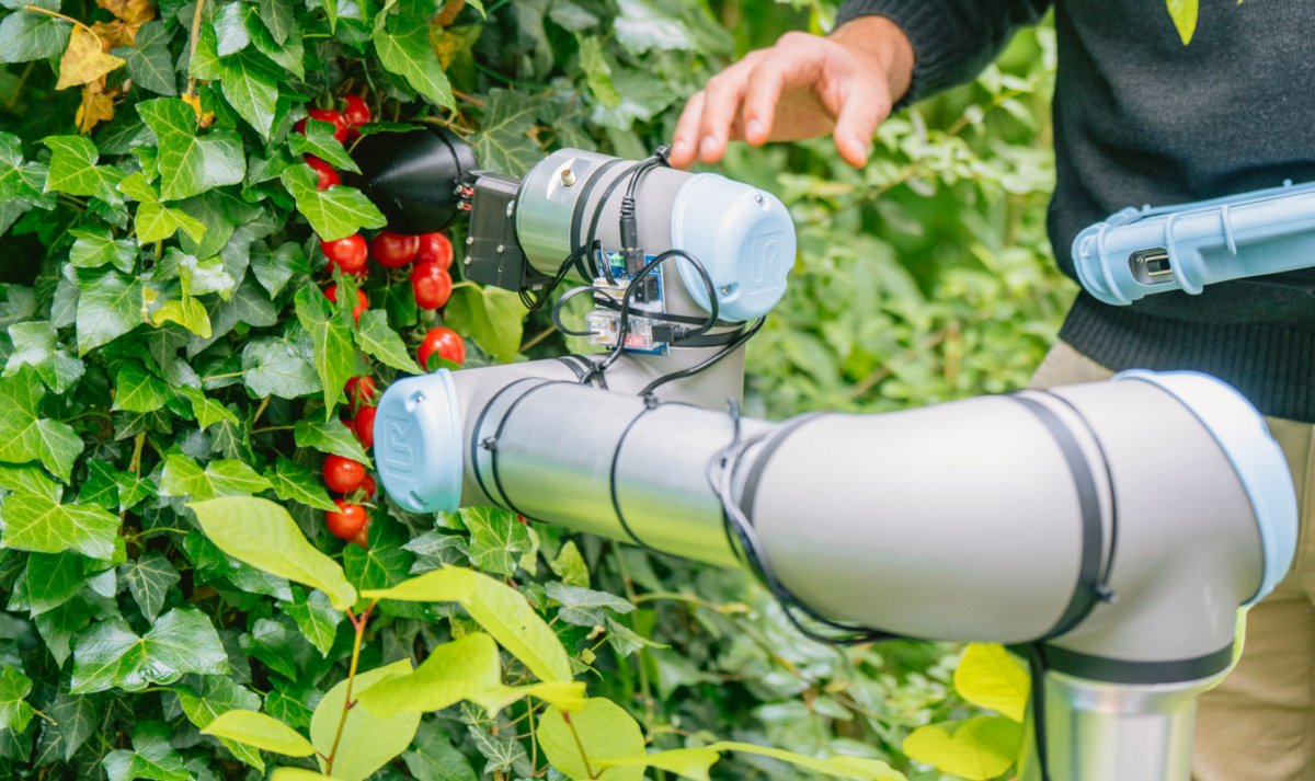ChatGPT entwirft ersten "nützlichen" Roboter zum Tomatenpflücken