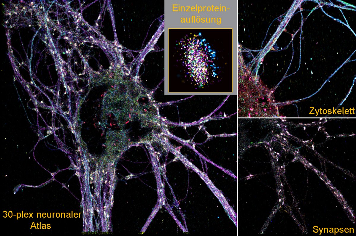 Nauwkeurige 3D-beeldvorming van het molecuul onthult nieuwe soorten synapsen