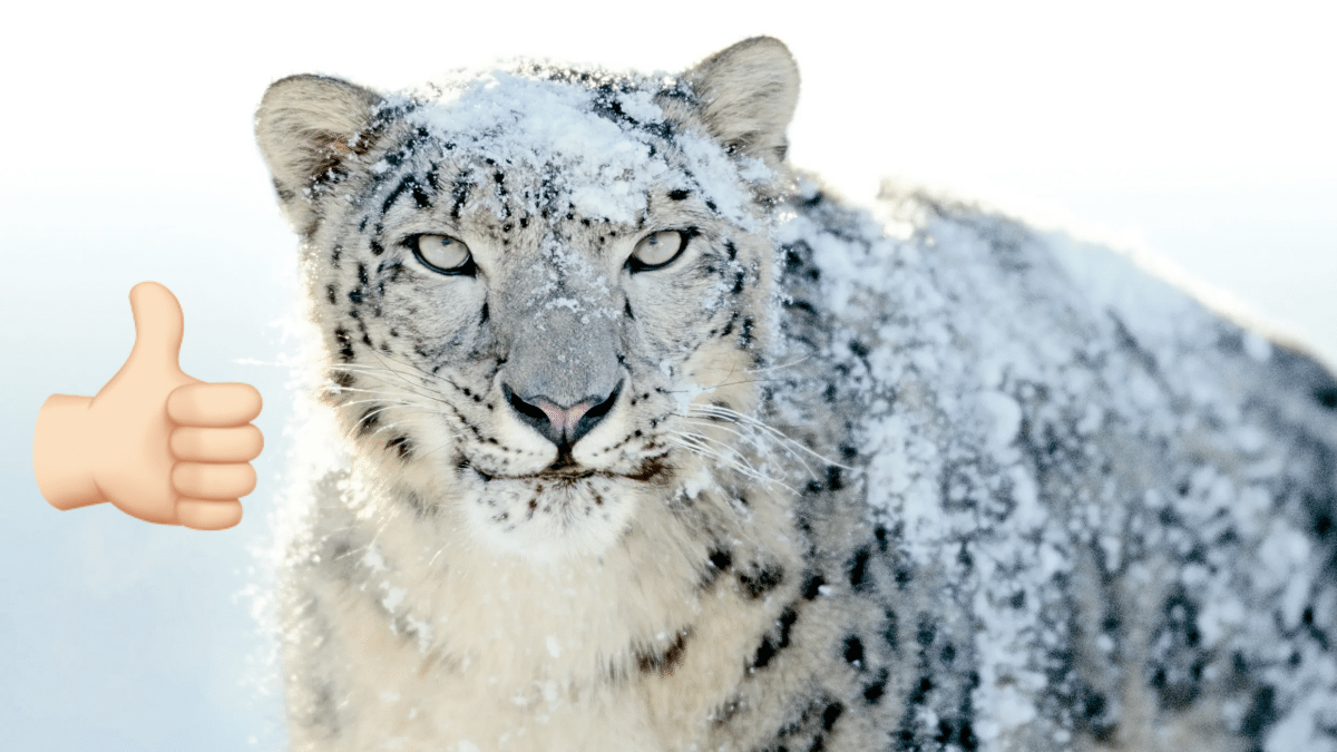 15 anni di Snow Leopard: quando arriverà il prossimo macOS senza nuove funzionalità?