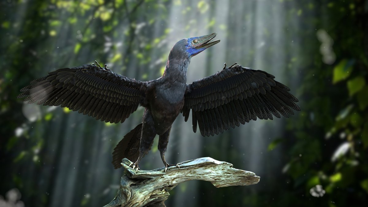 Archaeopteryx-Fossil liefert neue Einblicke in die Evolution des Fliegens