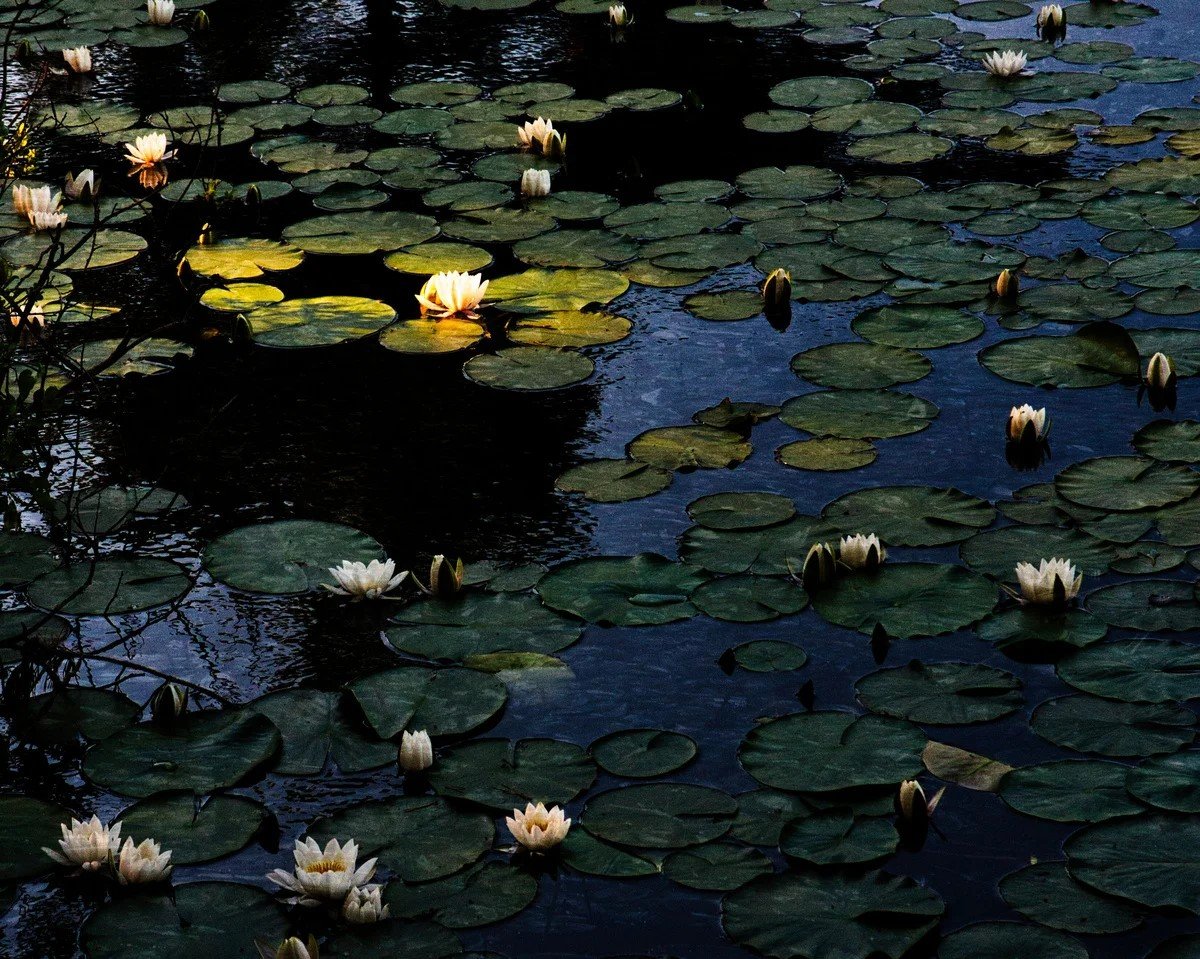 Bookmark Bild