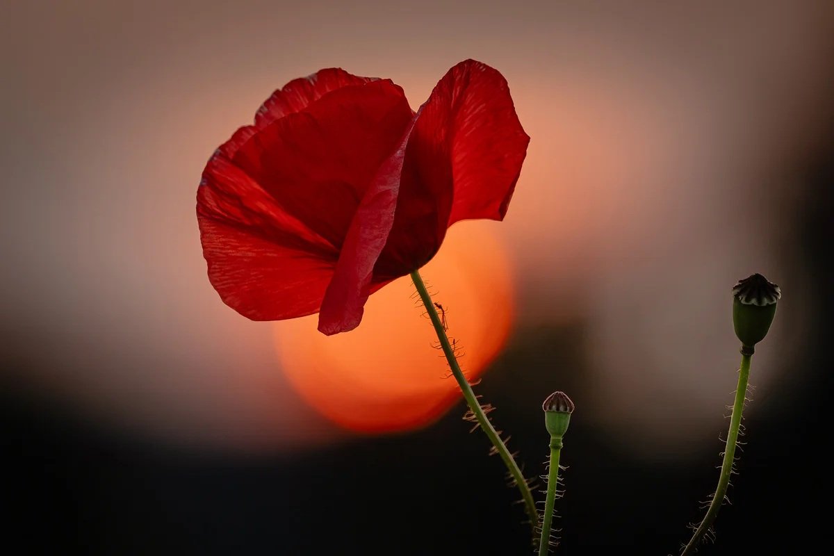 Bookmark Bild