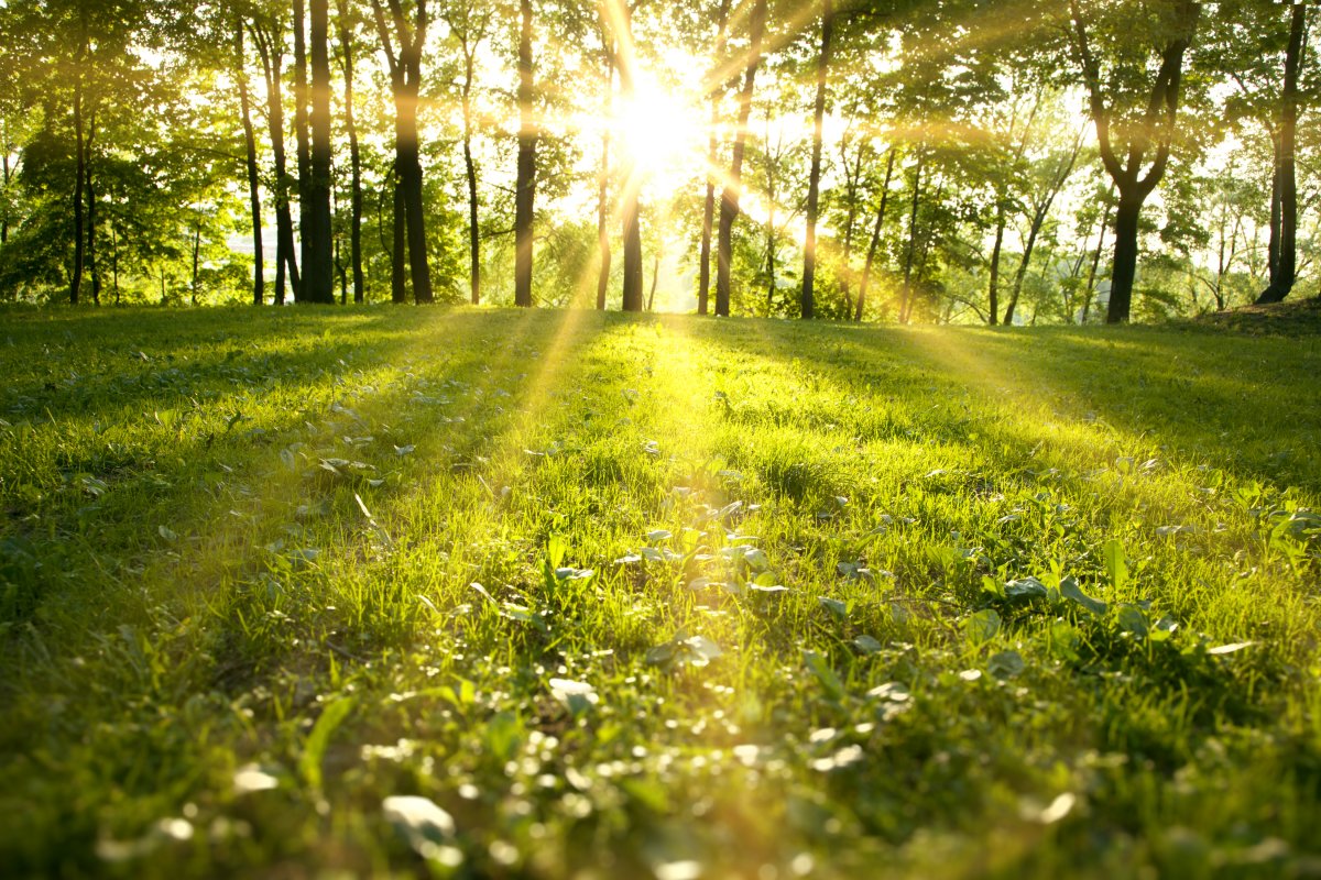 Gr-ne-Wald-nicht-mehr-f-r-Solaranlagen-opfern