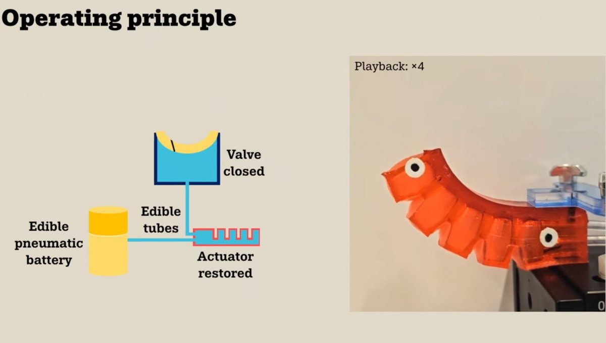 Schweizer-Forscher-entwickeln-essbaren-Roboter