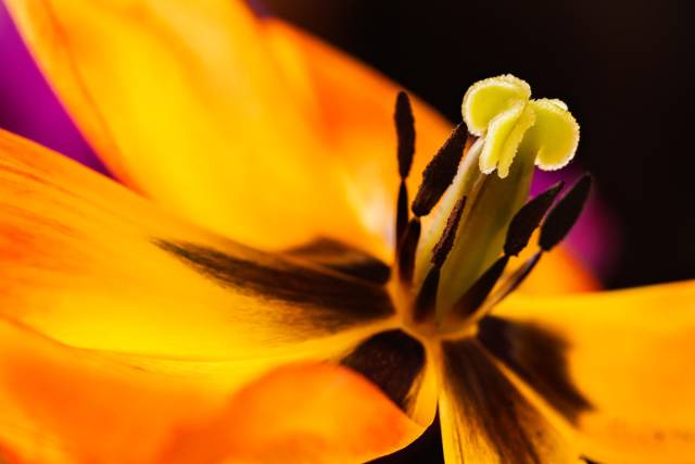 Tulpe, Makroaufnahme