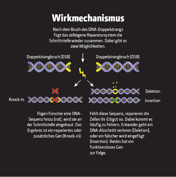 Text: Inge Wünnenberg; Grafik: Brian Sipple