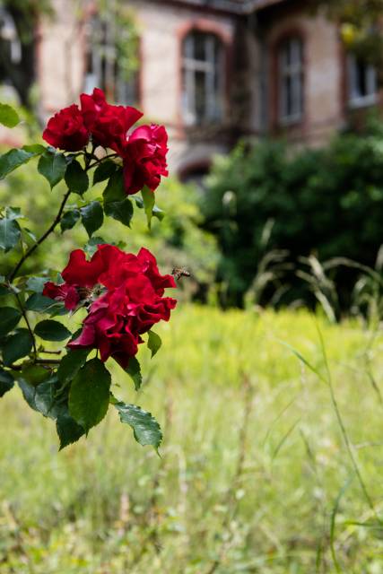 Beelitz-Heilstätten mit Rose und Biene