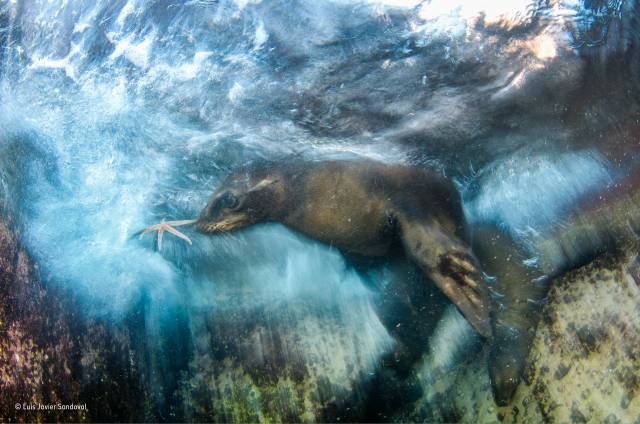 Wildlife Photographer of the Year 2016: Die Gewinnerbilder