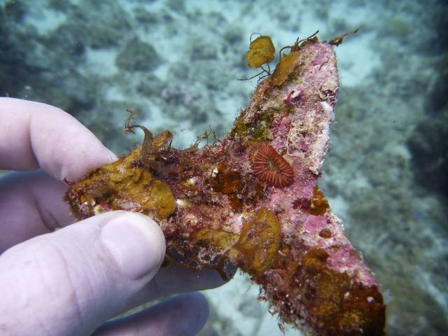 Eine Hand hält einen Tetraeder mit runder kleiner Koralle und Algen.