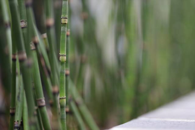 Bambus f/1.2