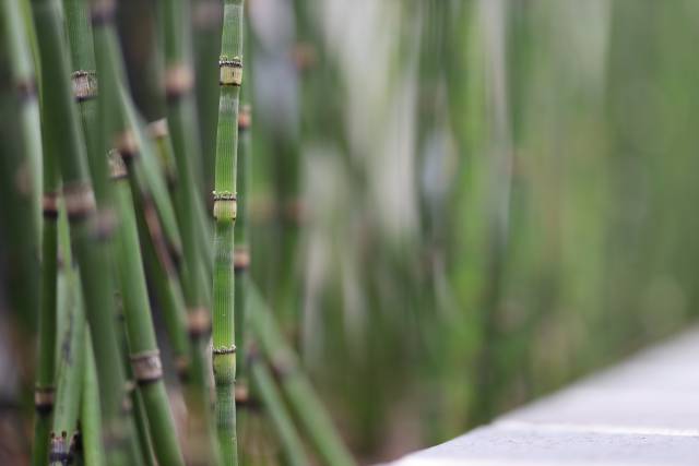 Bambus f/1.4
