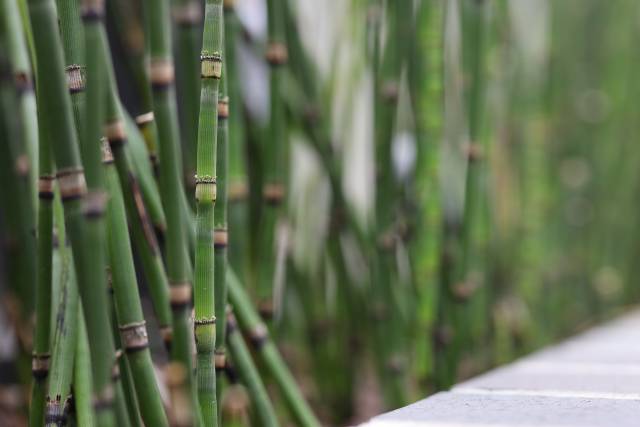 Bambus f/2.8