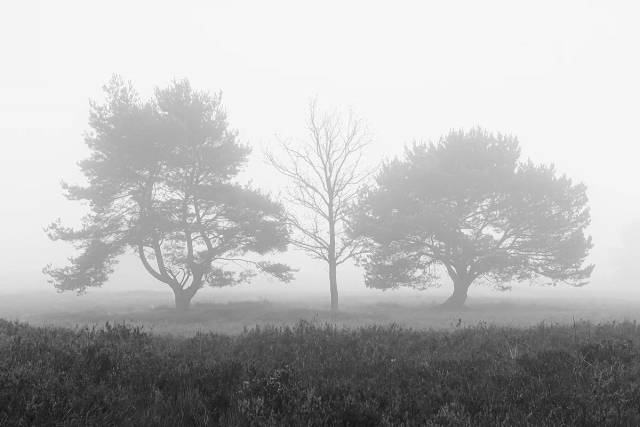 Drei Bäume im Nebel