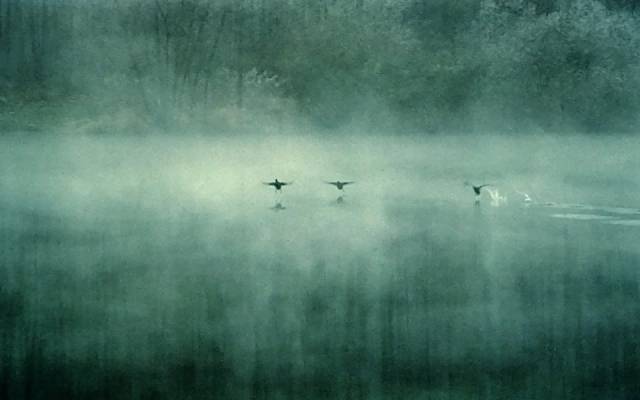 Bleierner Nebel über Wasser, drei fortfliegende Vögel