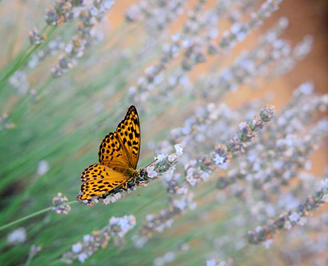 Sonntag: Schmetterling