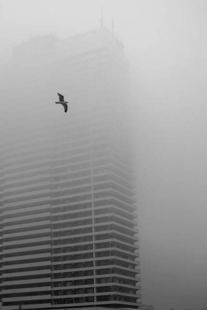 Möwe vor Hochhaus im Nebel