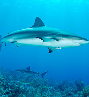 Netzwerkanalyse mit Wireshark