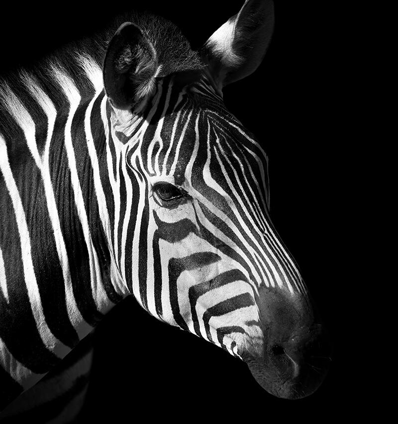 Modernes Softwaredesign mit den SOLID-Prinzipien