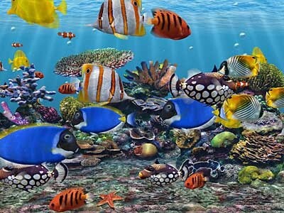  3D Fish School Screensaver