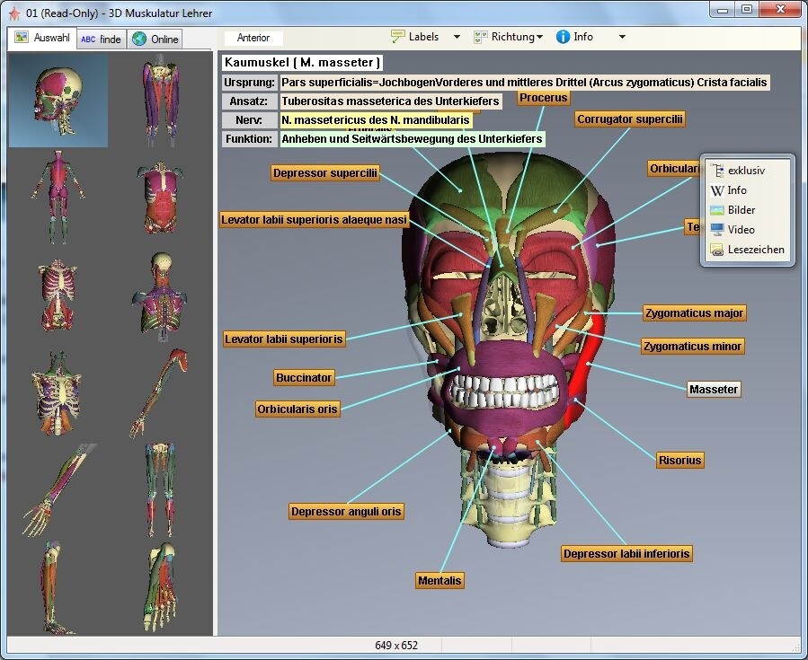 3D Muskulatur Lehrer