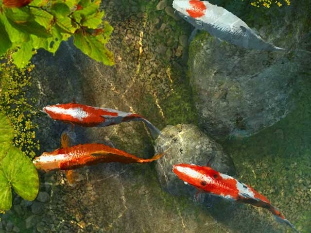  Koi Fish Screensaver