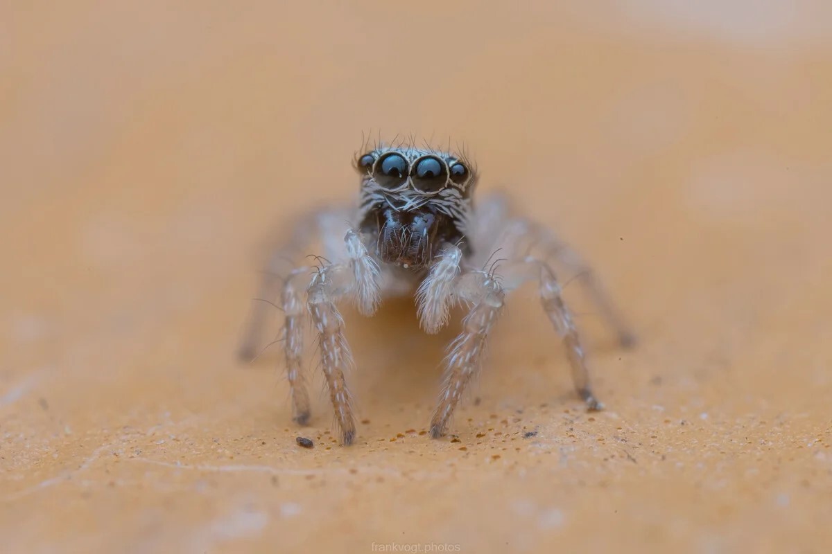Zebraspringspinne