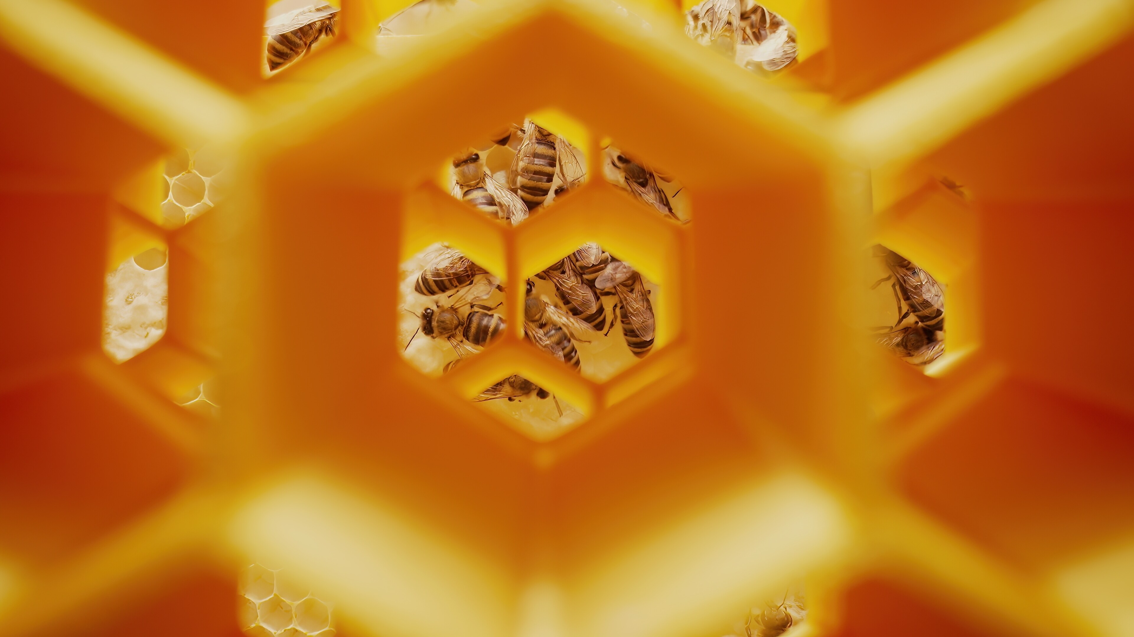 Können Bienen wirklich zählen? Neue Studie stärkt These der Zahlenkognition