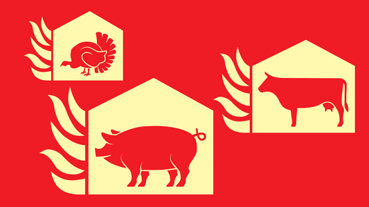 Brennende Ställe mit Schwein, Kuh und Pute