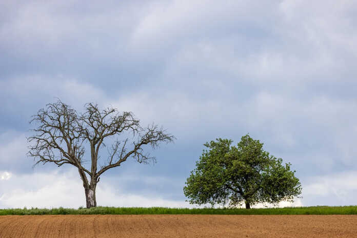 Two trees in a field under a cloudy sky