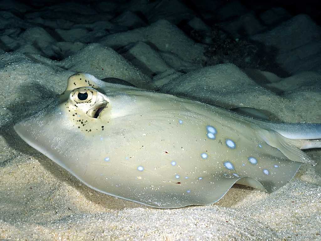 Ein Stechrochen aus Papua-Neuguinea