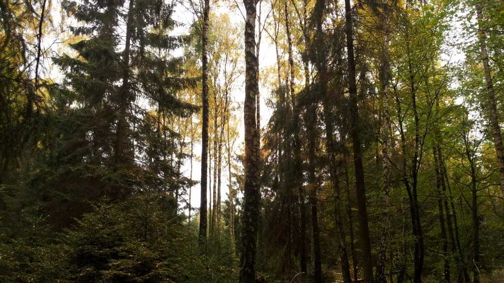Auch deutsche Wälder stehen im Klimawandel unter Stress.