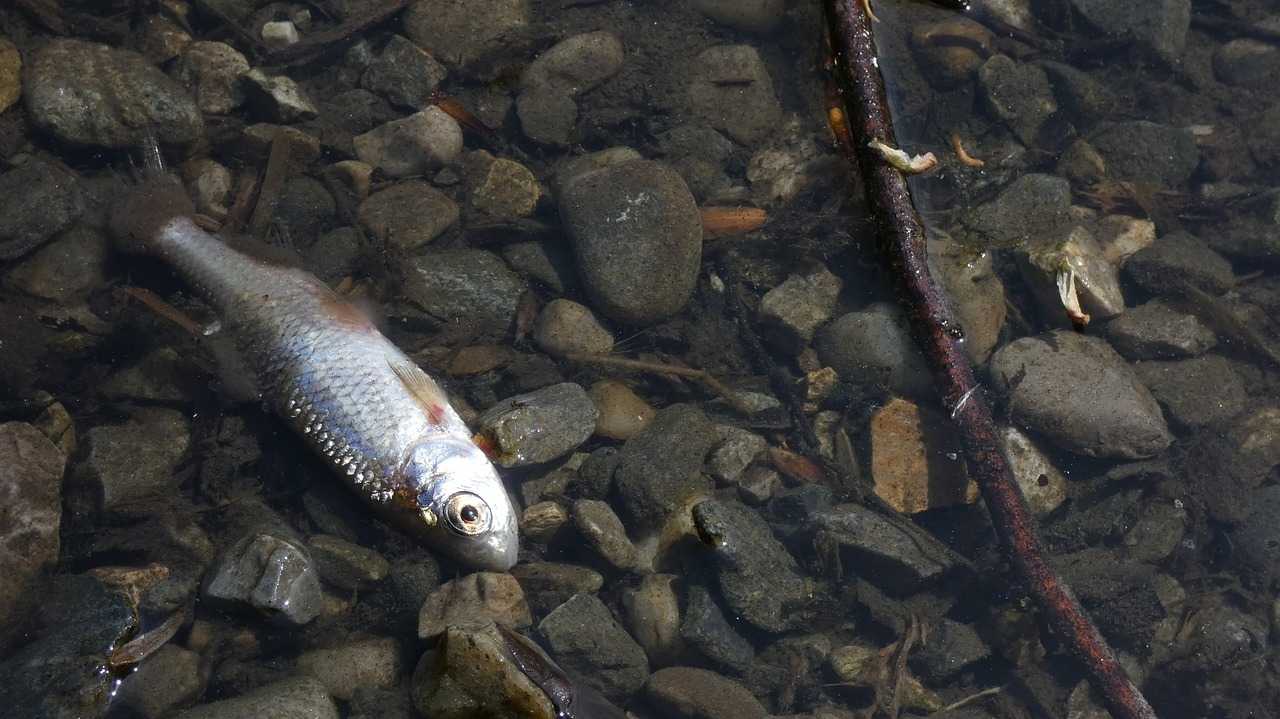 Toter Fisch an der Oder.