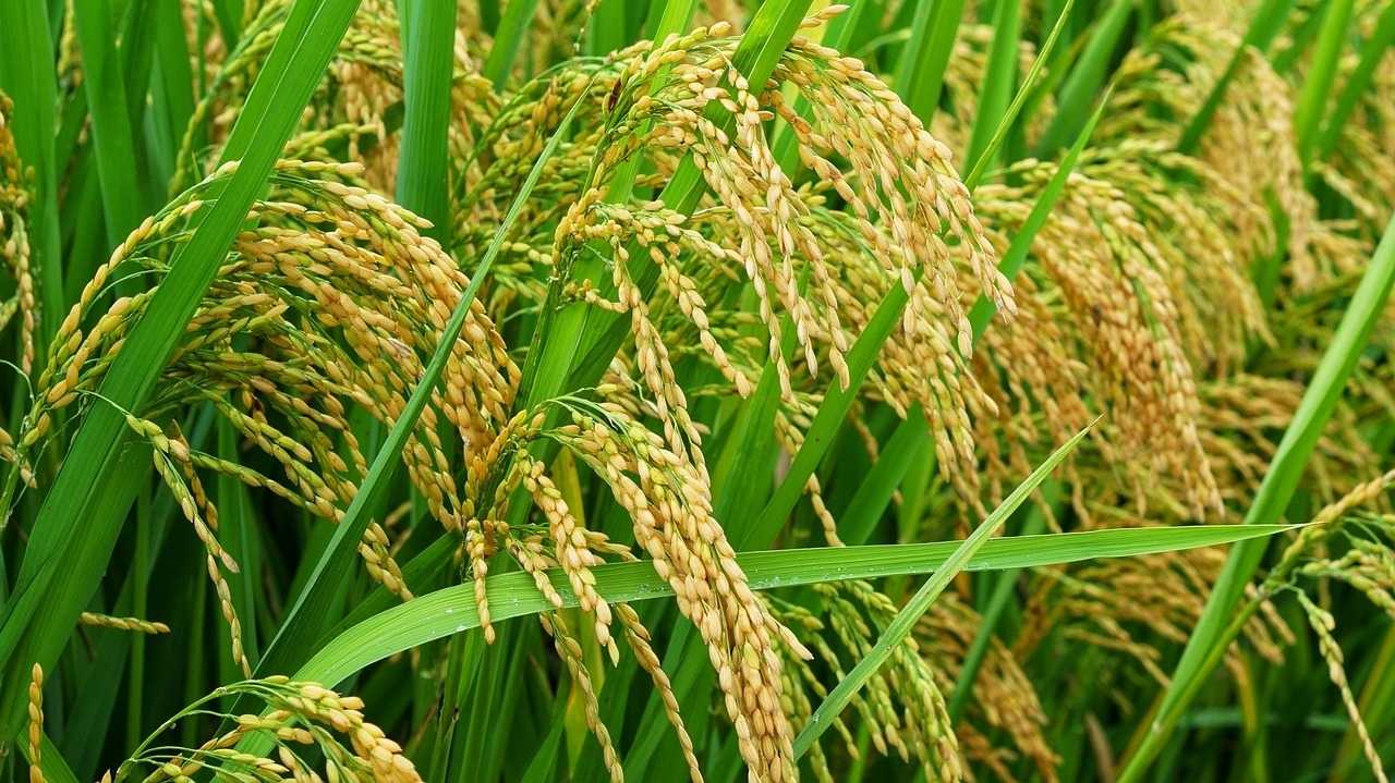 Indien stoppt Export von Reis.