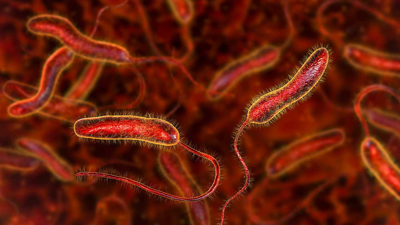 Cholera-Bakterien