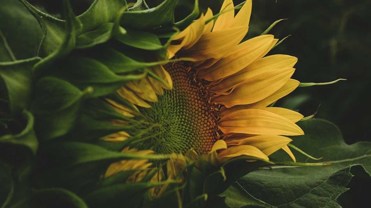Halb welke Sonnenblume symbolisiert den Markenkern der Grünen