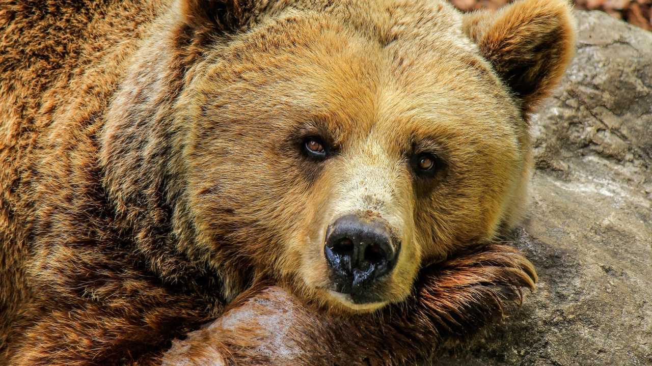 EIn Bär kann schon ein Bild der Gelassenheit abgeben