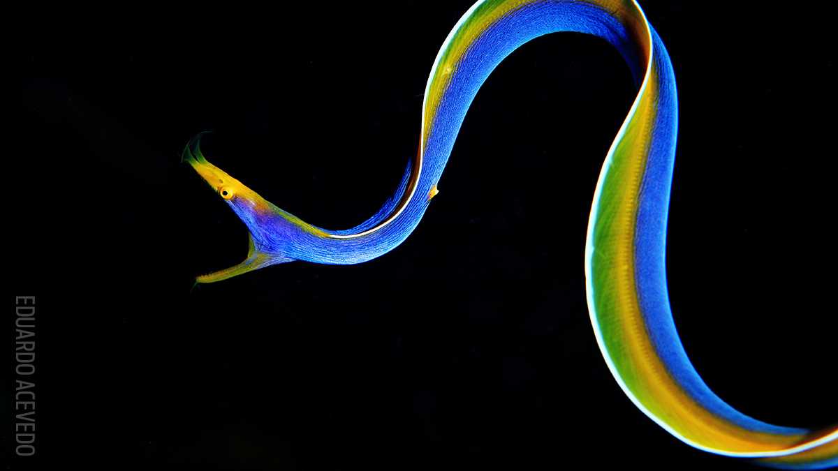 Scuba Diving Magazine kührt beste Unterwasser-Fotos