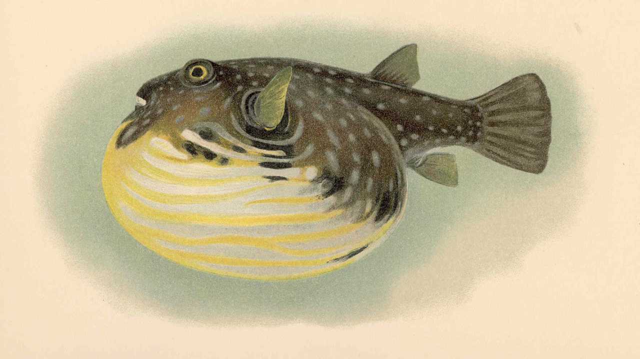 OpenBSD 6.2 mit neuen Funktionen für die Virtualisierung