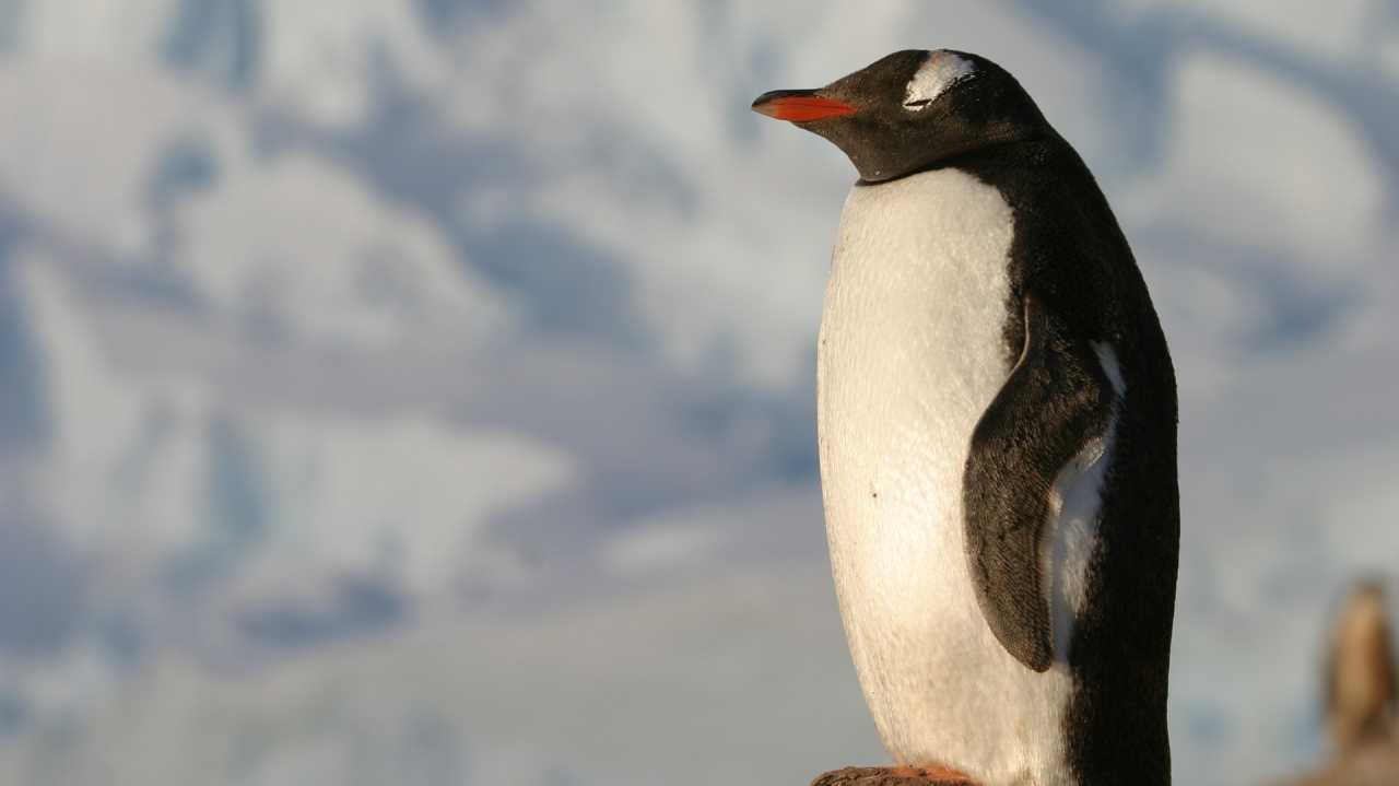 System Down: Drei Uralt-Lücken in Systemd vereinfachen Linux-Angriffe