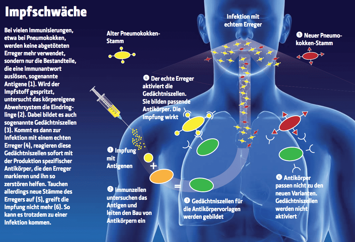 Wie Lange Immun Nach Influenza www.heise.de