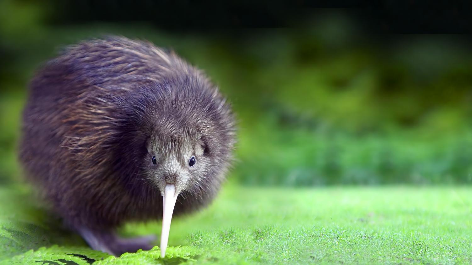Wunder in der Wildnis: Seltener Zwergkiwi nach 50 Jahren wiederentdeckt ...