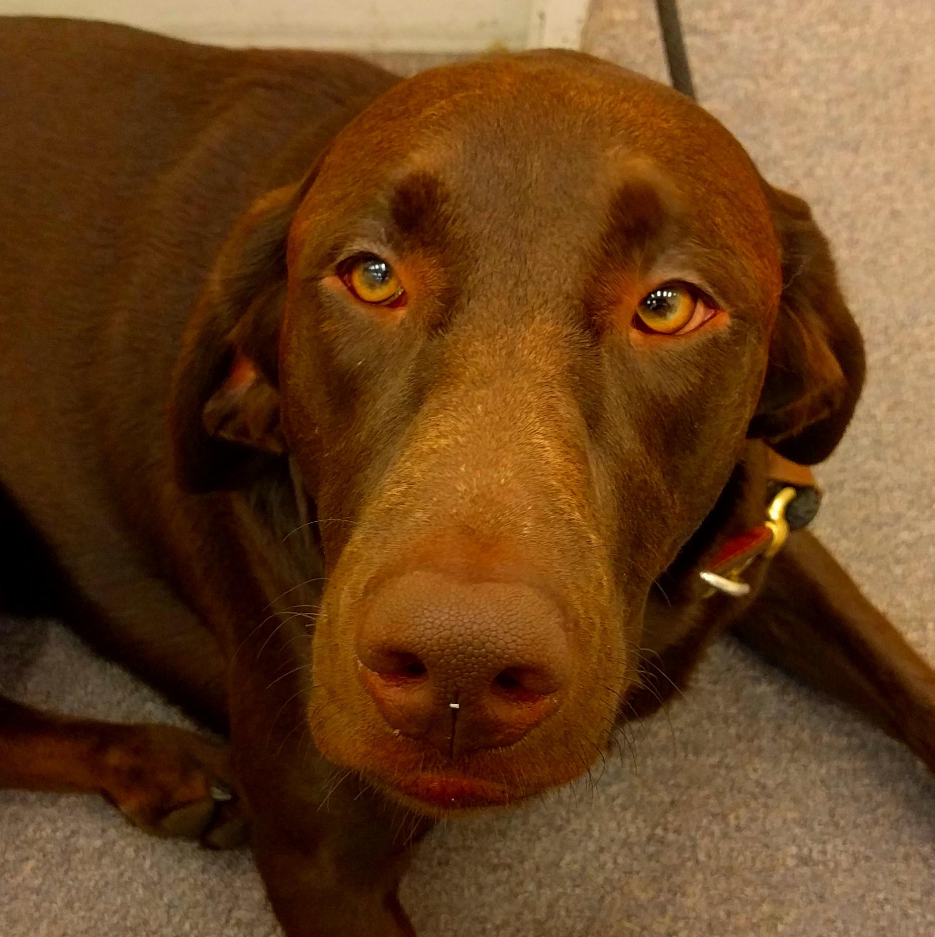 Kopf eines braunen Hundes