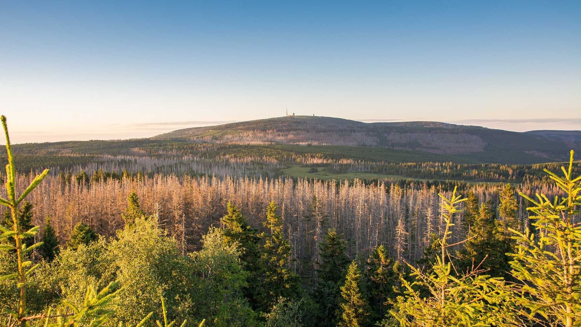 Wald stirbt im Harz