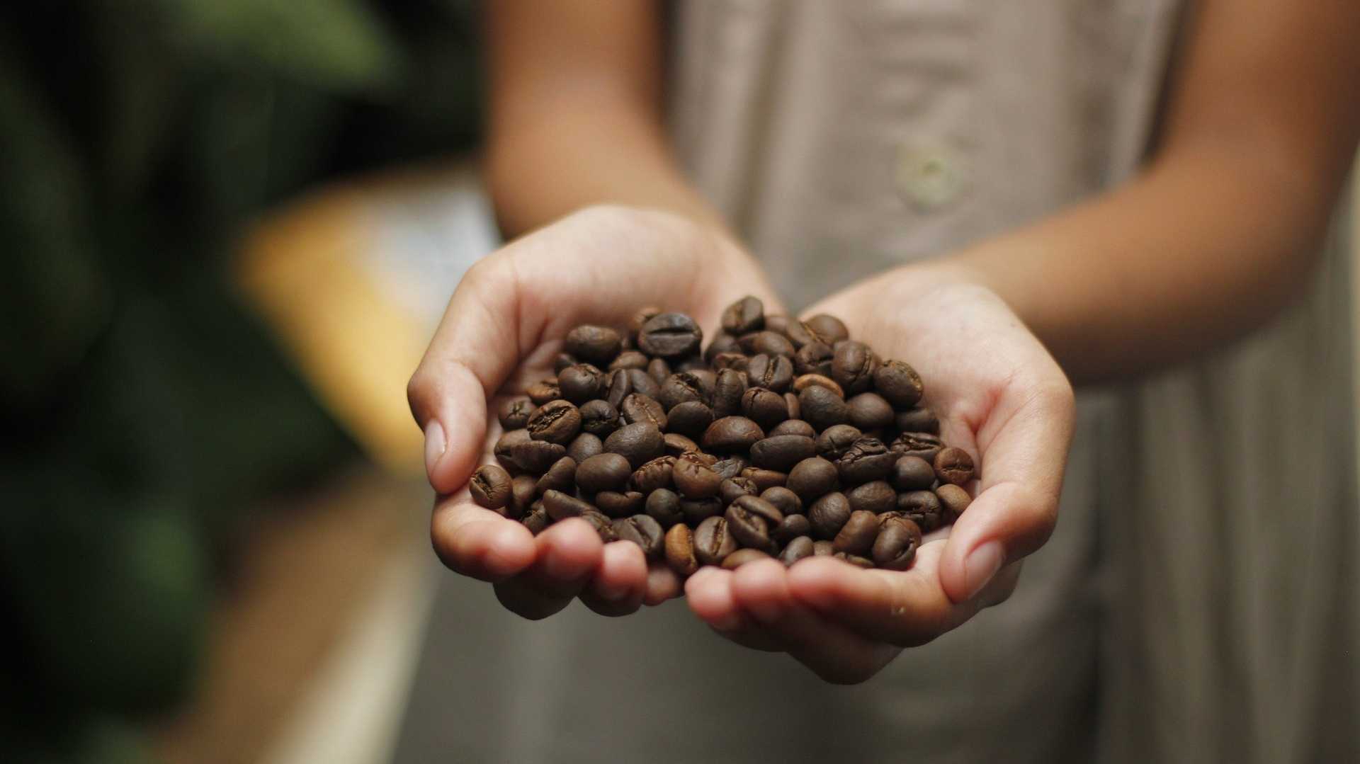 Mädchen-hält-geröstete-Kaffeebohnen-in-Händen-Einfluss-EU-Verordnung