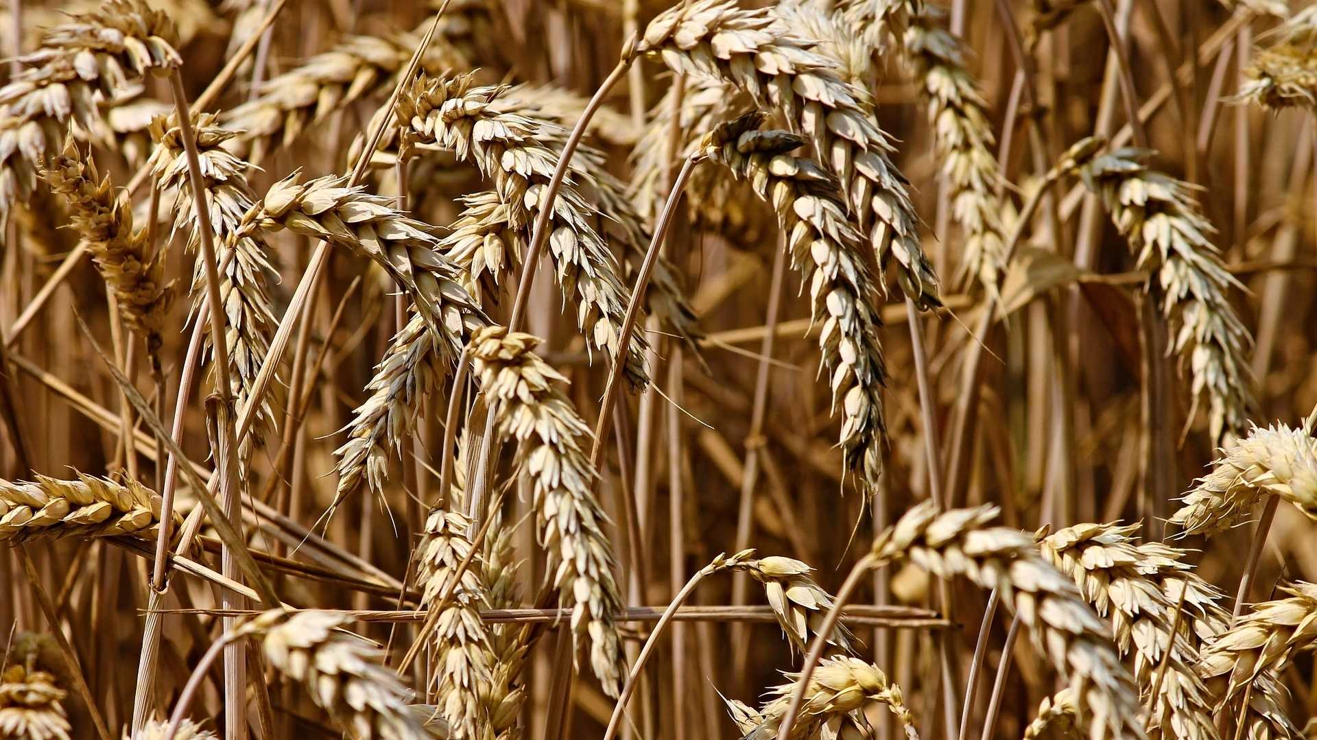 Weizenfeld in der Ukraine - Symbol für den Getreidestreit in der EU